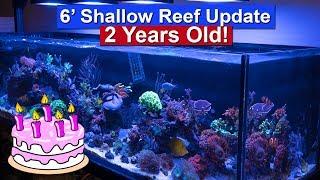 6 foot Shallow Reef Tank Update - 2 Years old!!!!!