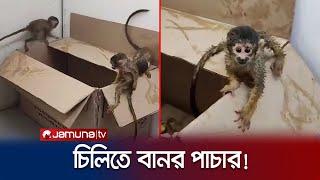 স্বর্ণ বা মাদক নয়, চিলি থেকে পাচার হচ্ছে বানর! কাহিনী কী? | Chile | Monkey trafficking | Jamuna TV