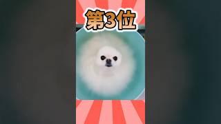 ポメラニアンさんの動画見て笑ったら寝ろwwwwwww