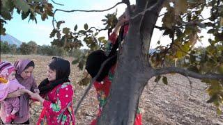 Collecting acorns and the dangerous fall of Elham Khanam from the top of the tree