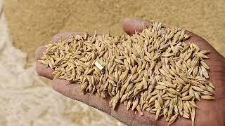 18 Rs kgJosuper mal Beniwal Pashu Aahar Nagaur Rajsthan9252441755