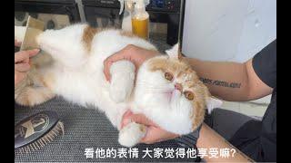 加菲猫洗澡全过程 制作不易 点个赞再走呗~