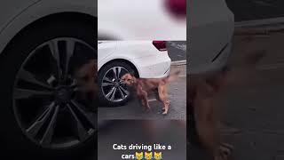 Cats Driving like a Cars on Tokyo drift  #fyp #youtubeshorts #cat #cars #tokyodrift #funnyvideo