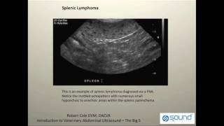 Veterinary Ultrasound - K9 Spleen Pathologies