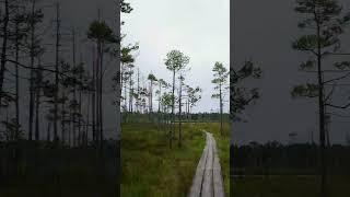 Latvia's Hidden Bogland