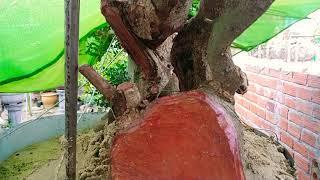 CÂY DUỐI CÓ HIỆN TƯỢNG SỐNG SAU 22 NGÀY - BONSAI VN