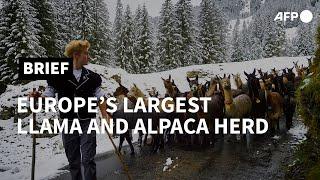 Meet Europe's largest herd of llamas and alpacas | AFP