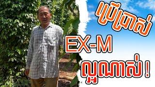 ដំណាំម្រេច - ប្រើប្រាស់ជី EXM លើដំណាំម្រេចគឺល្អចឹង!