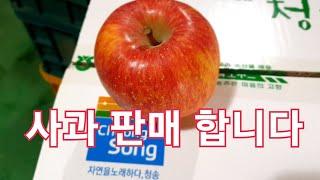 사과 판매합니다. 맛있는 청송사과 황금알 농법 청송사과집사입니다.