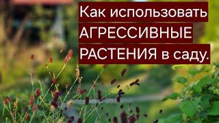 Как использовать АГРЕССИВНЫЕ РАСТЕНИЯ в саду. Что посадить под взрослыми деревьями.