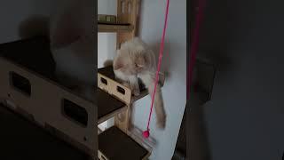 공을 향한 구름이 고양이의 냥냥펀치 #cat #고양이 #동물 #cutecat #pets #kitten