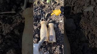 Buried 100 Years - Lost Dump Site  #shorts #history #antique #vintage