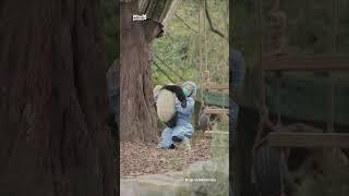 超喜欢抱抱的熊猫宝宝~