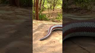 Man Trying To Escape Giant Anaconda Snake P7 #shorts #anaconda #snake #python #snakevideo #snakes