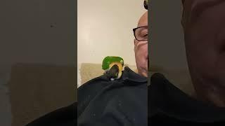 "Mr. Eccles the Dancing Caique – A Feathered Superstar!" #birdlovers #petbirds