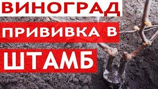 Прививка винограда в штамб || Сроки, Время Прививки Винограда Весной || Лучший способ прививки