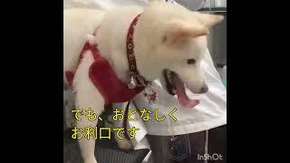 ある日の柴犬こゆきとこまち