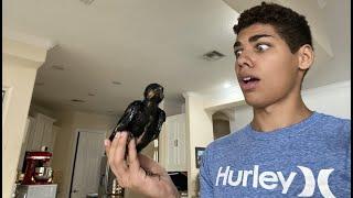 Rescuing Baby Crows from a Huge Storm!