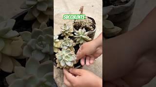 Beginner's Succulent Care: How to Propagate Succulent Plants