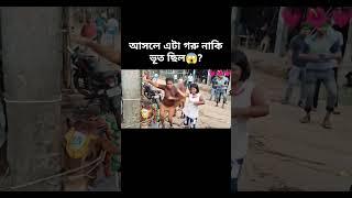 how possible cow dancing #sorts #sortvideo #viralshort #cow #dance #foryou #ai #edit #funny
