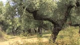 Olive Grove, Zakynthos