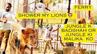 Lions ko Shower kesy karaya jata ha|Asif shero wala| Afrcian lions shower time.