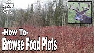 Incredible Browse Food Plots For Deer