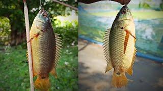 Best hook fishing  Catching Climbing Perch Fish  Best fishing video  Professional fish hunting.