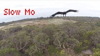 (Slow-Mo) 2m Wedge-Tailed Eagle takes down Drone - Australia (Eagle is Fine)