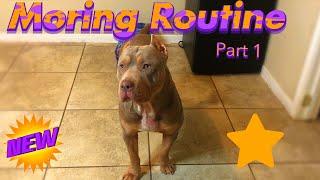 American Bully (Our Morning Routine) Ultra Class Family.