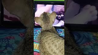 A KITTEN WATCHING BOLT MOVIE   | #funnycats #tinypaws #cat #cutecats #kitten