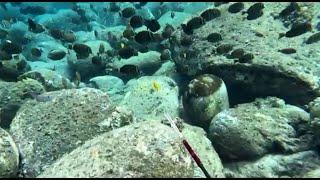 Spearfishing the Shallows - 3 Prong Session - Hunting for Pan Fry Fish - Big Island of Hawaii