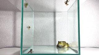 4 little frogs / Pacman frog , African bullfrog【LIVE FEEDING】