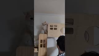 형아랑 술래잡기하는 고양이 구름이 #고양이 #cat#동물 #kitten #pets