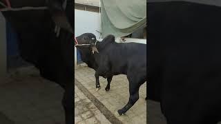 kala shah kala abhi tou bacha hai khera 2o25 main ayga ready ho k inshAllah #animal