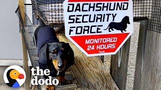 Dachshund's Family Builds Him A People-Watching Ramp | The Dodo Little But Fierce