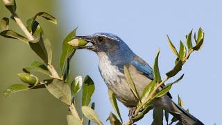 Backyard birds of CA (2-1 ) California Scrub-Jay. 加州後院鳥 藍松鴉