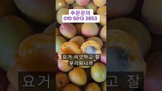 망고맛나는 살구 하코드라 하옵니다#살구#하코드#하코드살구
