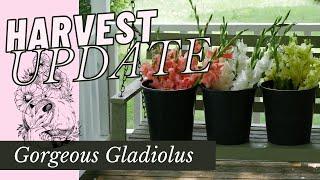 HARVEST UPDATE: Gladiolus + Sunflowers // Backyard Flower Farm
