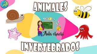 Animales Invertebrados | Aula chachi - Vídeos educativos para niños