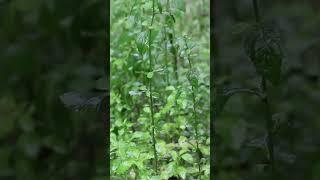 #비소리 #비소리asmr #rain #asmr  #rainsounds #백색소음 #수면유도 #relaxing