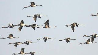 Greater Rann of Kutch (SHRIKANT MADHAV KELKAR)