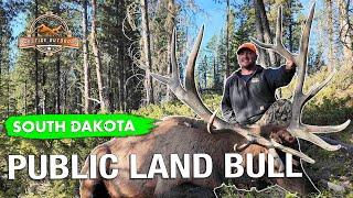 GIANT 8x7 SOUTH DAKOTA ELK on Public Land!!  These Bulls are FIRED UP!!