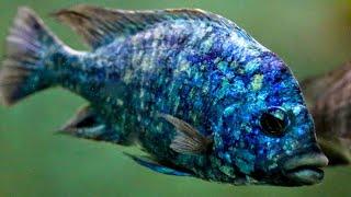 How to Keep Star Sapphire Cichlids | Complete Care & Breeding Guide