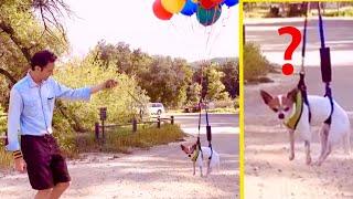 Chihuahua Pancho flying with balloons - ep8 #lagrandenovità