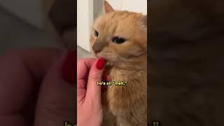 Why Your Cat Prefers Your BF 