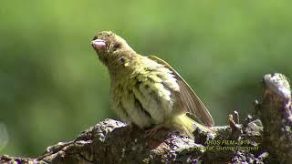 GRÖNFINK   Eurasian Greenfinch  (Chloris chloris)  Klipp - 2361