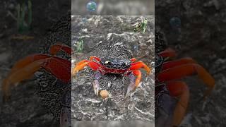 Dhoom Kartik baba# sundar kekda// colourful nice crab#shorts#viral shorts#