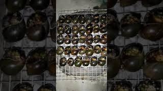 Ốc bưu nướng tiêu xanh.