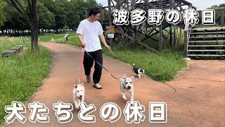 犬たちとの休日